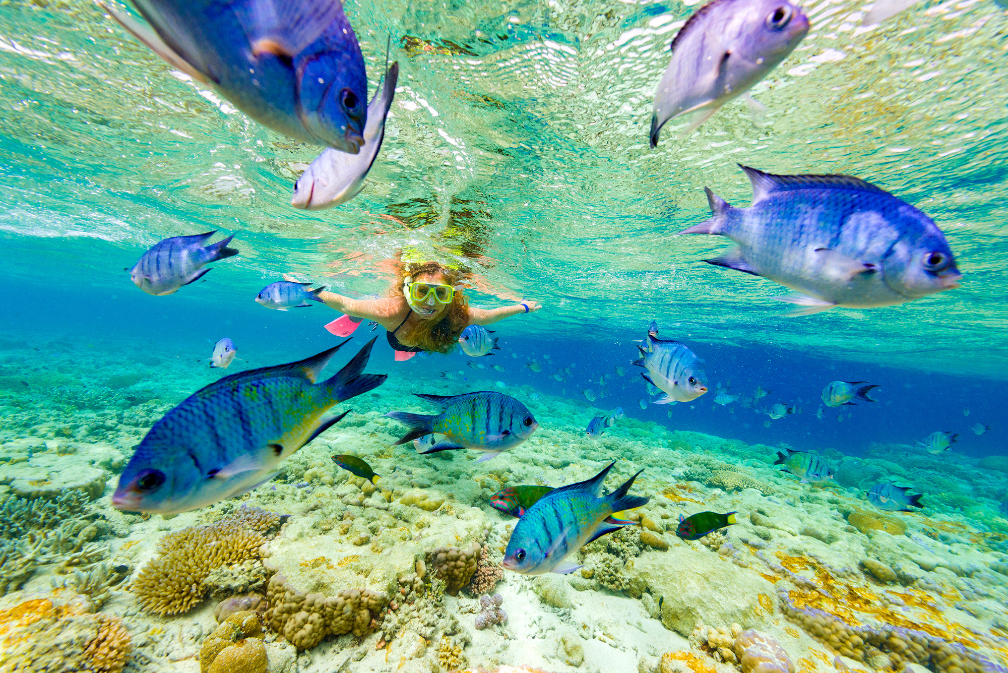 reef tours hamilton island