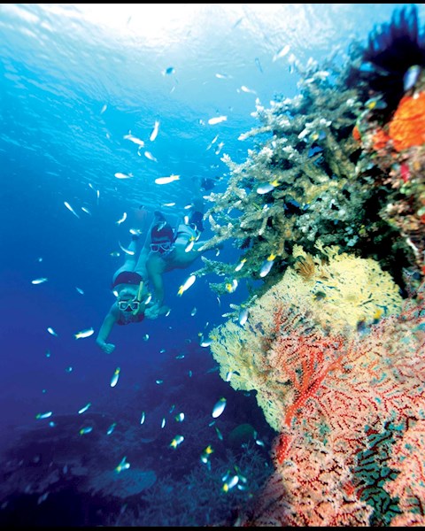 snorkeling and diving tours hamilton island luxury accommodation