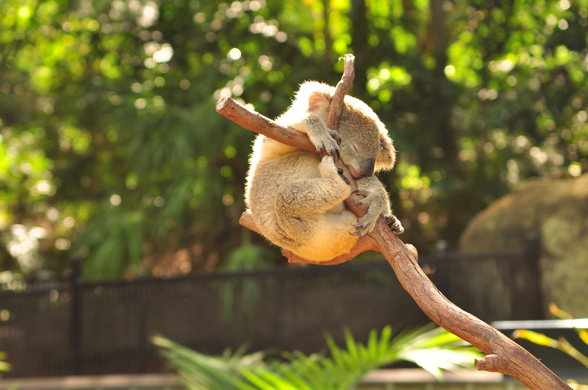 Hamilton Island Wildlife Family Holiday Hamilton Island