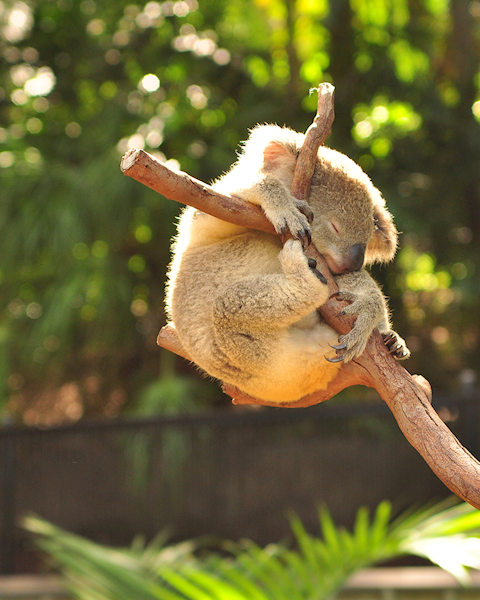 Hamilton Island Wildlife Family Holiday Hamilton Island