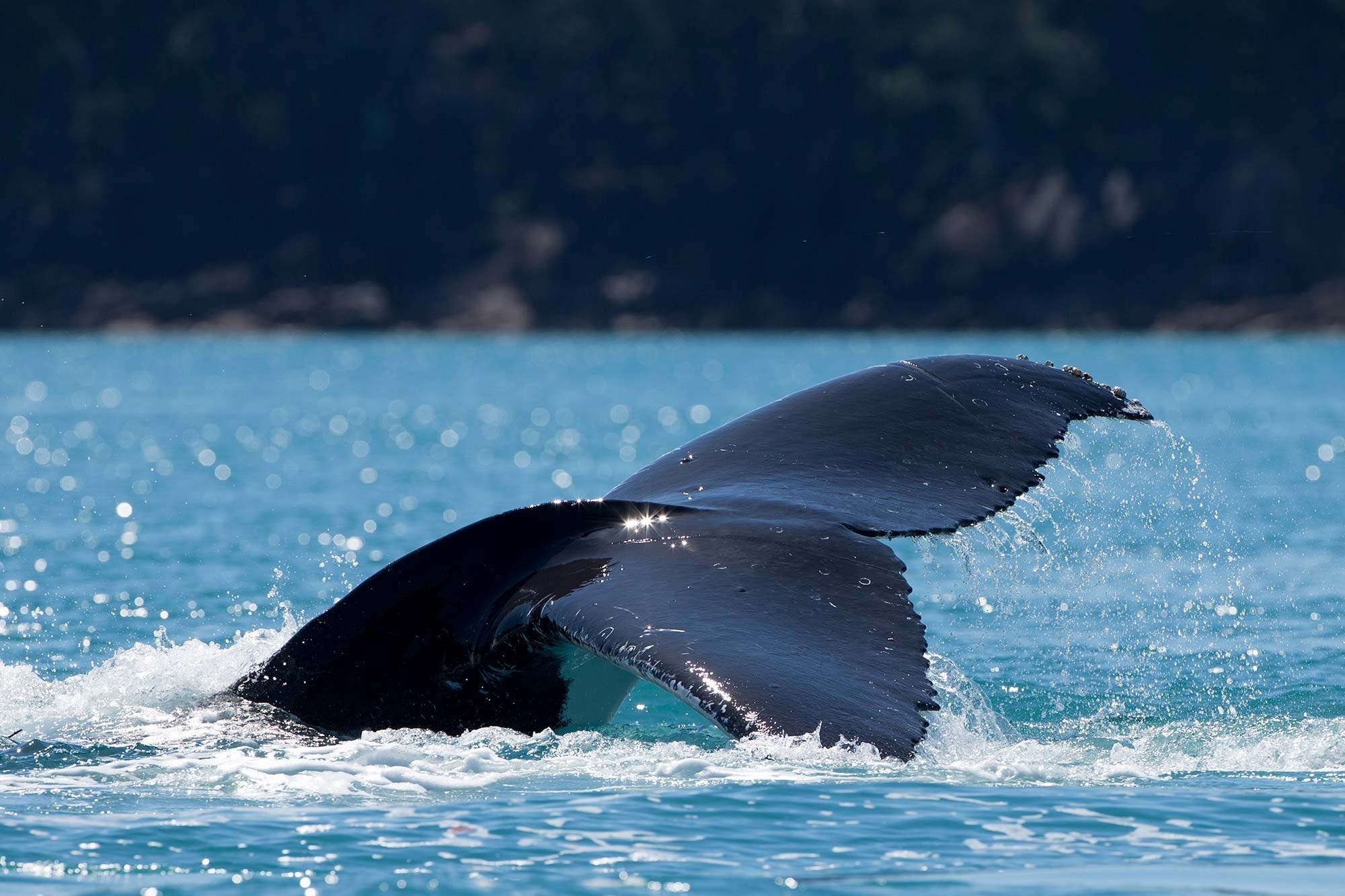 Humpback Whale in the crystal clear waters around the popular tourist summer destination Hamilton Island, Australia